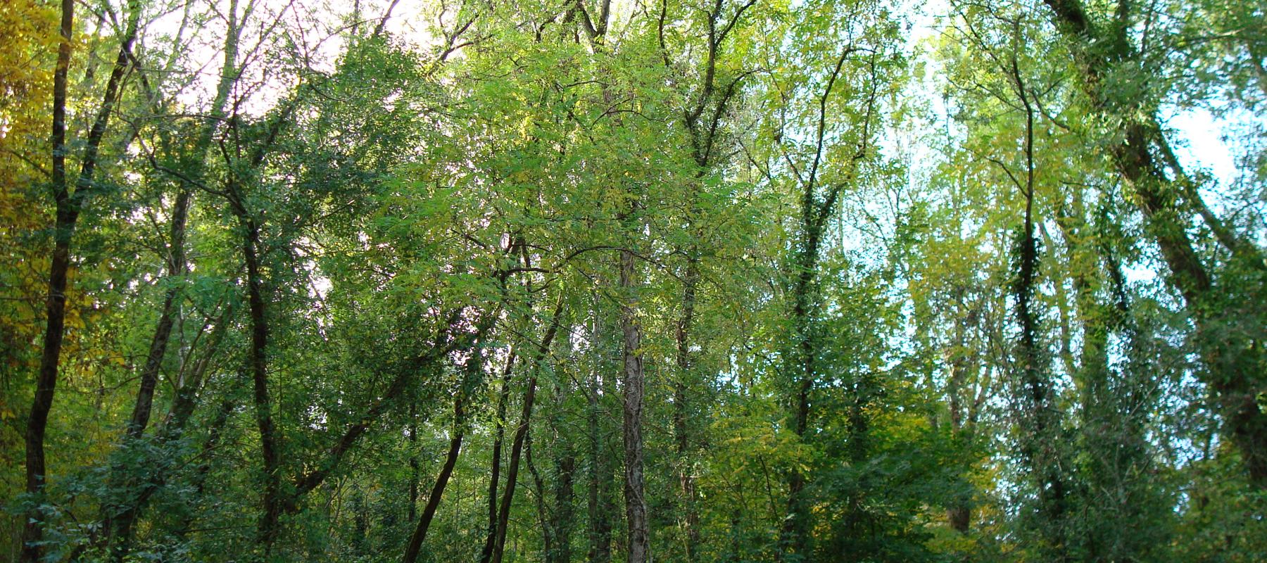 Forêt de la Grésine