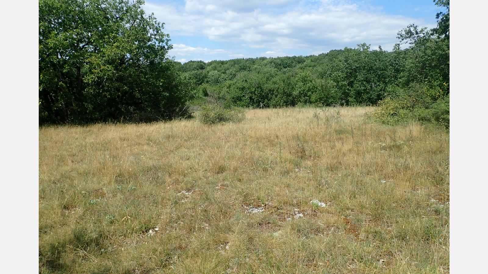 Pelouse sèche