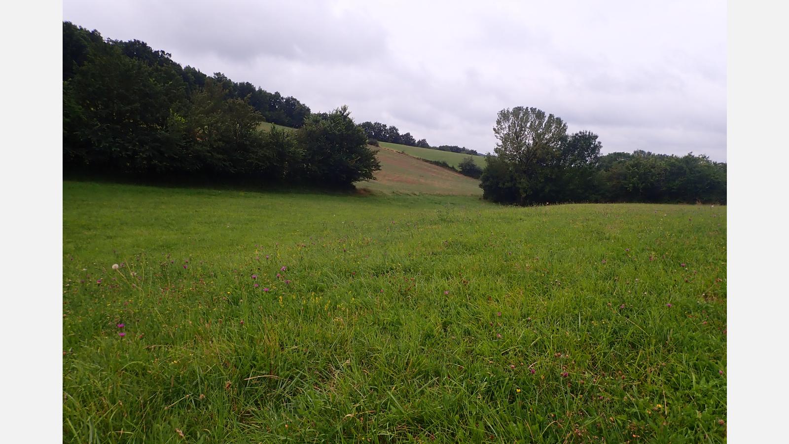 Prairie de fauche