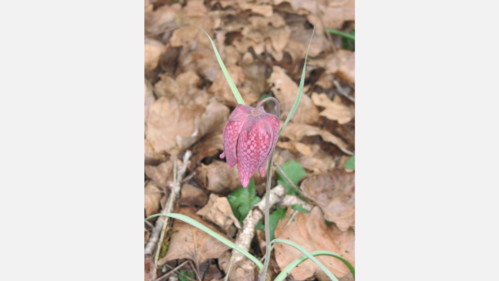 Fritillaire pintade