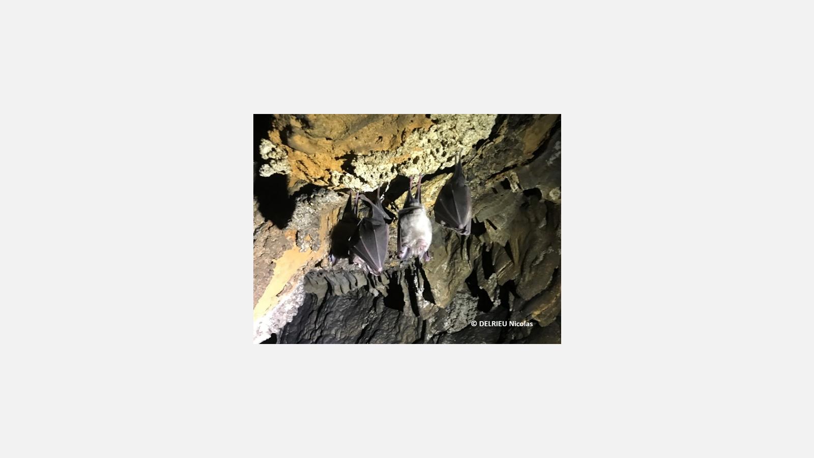 Auteur : Delrieu Nicolas